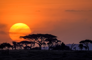 Serengeti