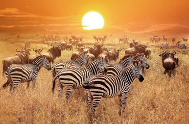 Serengeti