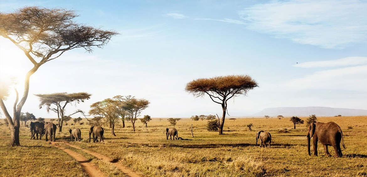 Serengeti